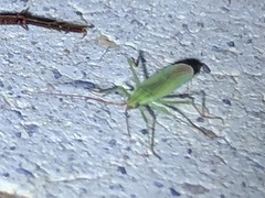 Trigonotylus