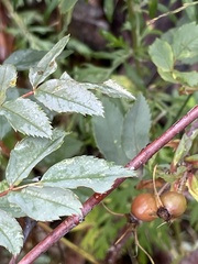 Rosa glauca