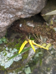 Bulbophyllum muscicola