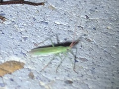 Trigonotylus