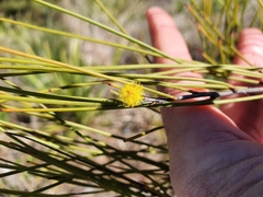 Acacia juncifolia
