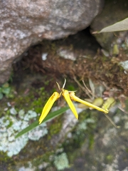 Bulbophyllum muscicola
