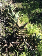Aloe distans