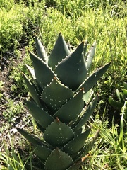 Aloe distans