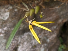 Bulbophyllum muscicola