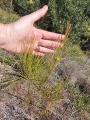 Acacia juncifolia