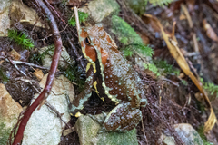Bufo torrenticola