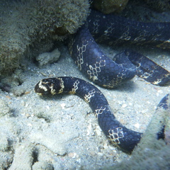 Emydocephalus annulatus