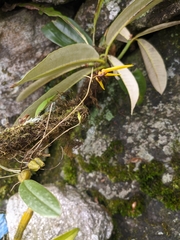 Bulbophyllum muscicola