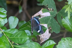 Kaniska canace nojaponicum