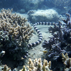 Laticauda saintgironsi