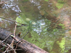 Euastacus sulcatus