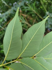 Tetradium glabrifolium