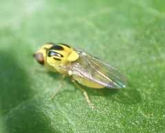 Thaumatomyia