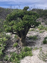 Tylecodon paniculatus