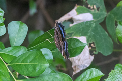 Kaniska canace nojaponicum