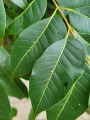 Tetradium glabrifolium