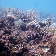 Laticauda saintgironsi