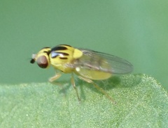 Thaumatomyia