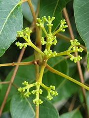 Tetradium glabrifolium