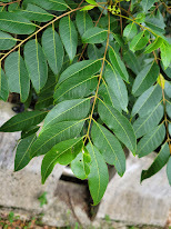 Tetradium glabrifolium