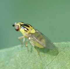 Thaumatomyia