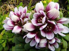 Gentianella cerina