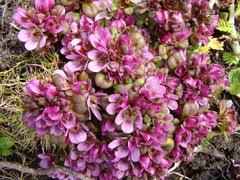 Gentianella cerina