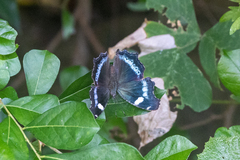 Kaniska canace nojaponicum