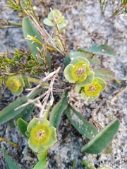 Euphorbia tuberosa