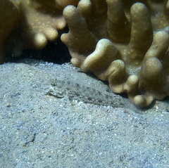 Macrodontogobius wilburi