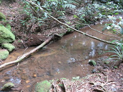 Euastacus sulcatus