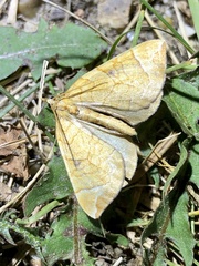 Eulithis testata