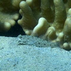Macrodontogobius wilburi