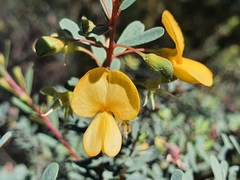 Pultenaea euchila