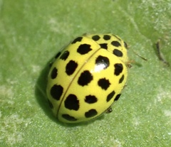 Psyllobora vigintiduopunctata