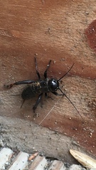 Gryllus