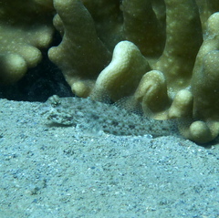 Macrodontogobius wilburi