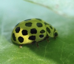 Psyllobora vigintiduopunctata