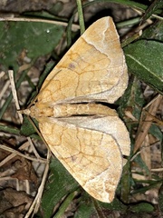 Eulithis testata
