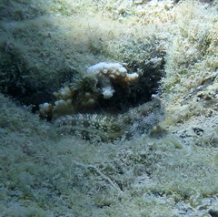 Salarias alboguttatus