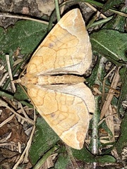 Eulithis testata
