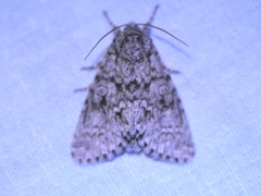 Acronicta megacephala