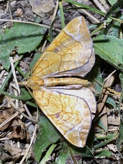 Eulithis testata