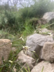 Melasphaerula graminea