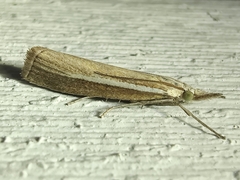 Agriphila selasella