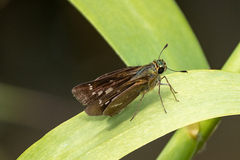Parnara guttata