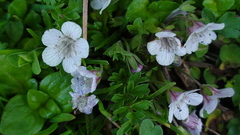 Phacelia platycarpa