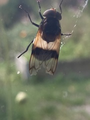 Volucella pellucens
