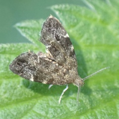 Anthophila fabriciana